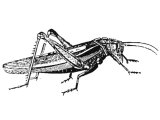 Locust (Acridium migratorium)